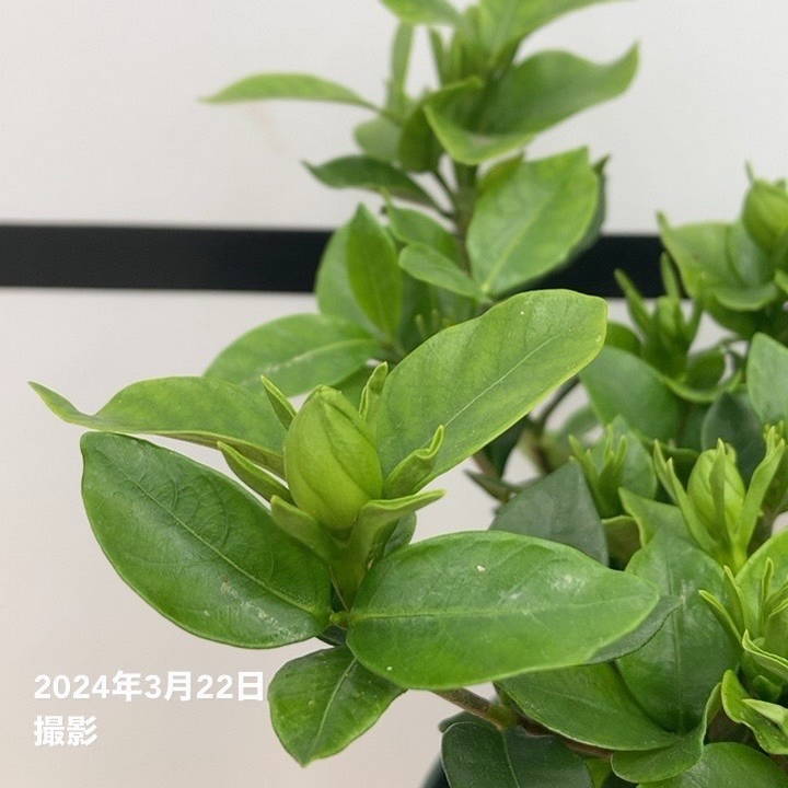 クチナシ 5号｜花木10-TU | 花木・庭木 | 赤塚植物園オンライン 花の音