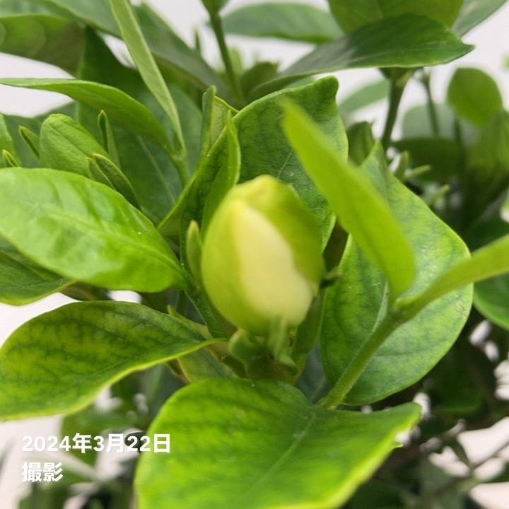 クチナシ 5号｜花木10-TU | 花木・庭木 | 赤塚植物園オンライン 花の音