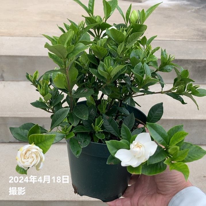 クチナシ 5号｜花木10-TU | 花木・庭木 | 赤塚植物園オンライン 花の音