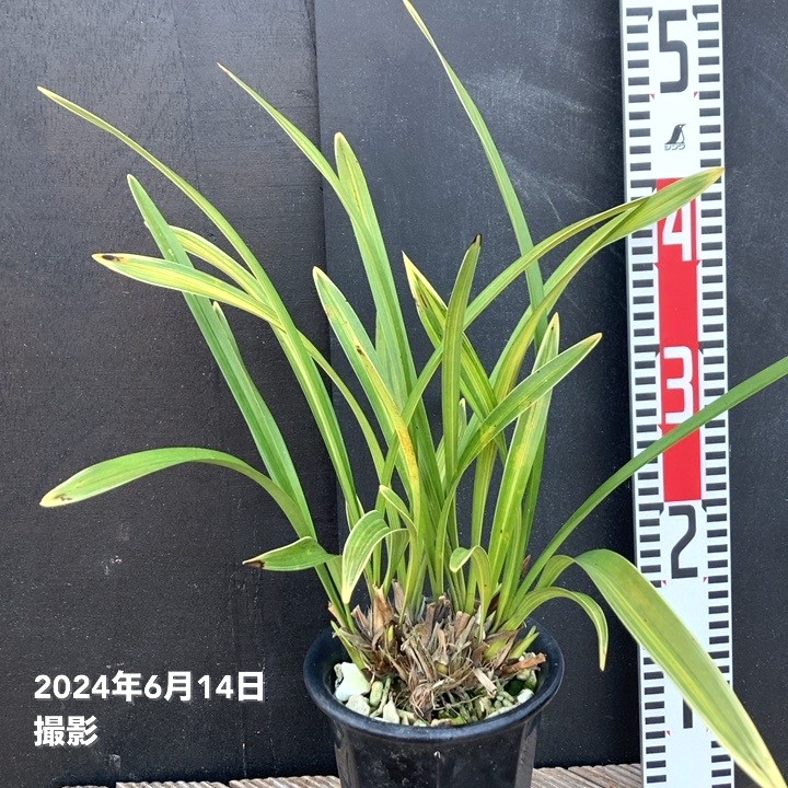 キンリョウヘン 4号陶器鉢（2025年開花見込み株）｜ミツバチ蘭｜洋蘭04