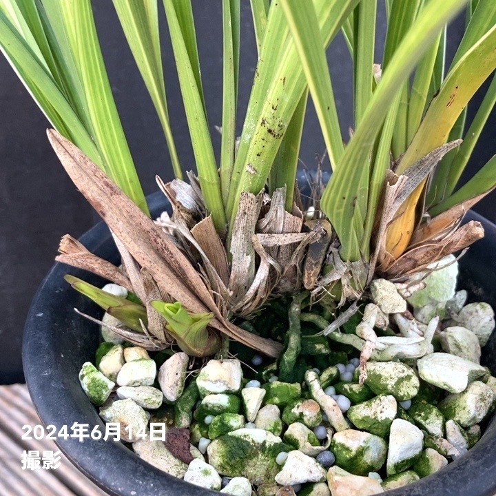 キンリョウヘン　花芽4つ 花芽4個以上＞キンリョウヘン 4号（品種お任せ）｜ミツバチ蘭｜洋蘭10