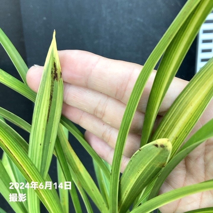 キンリョウヘン 4号陶器鉢（2025年開花見込み株）｜ミツバチ蘭｜洋蘭04