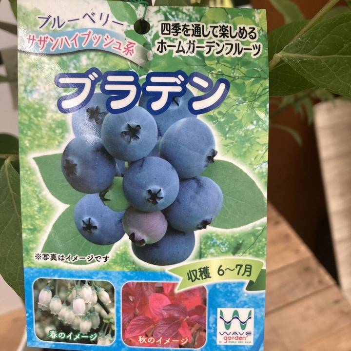 実付き＞ブルーベリー 3品種植え 7号鉢｜果樹10-TU | 果樹