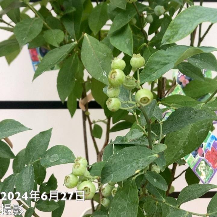 実付き＞ブルーベリー 3品種植え 7号鉢｜果樹10-TU | 果樹