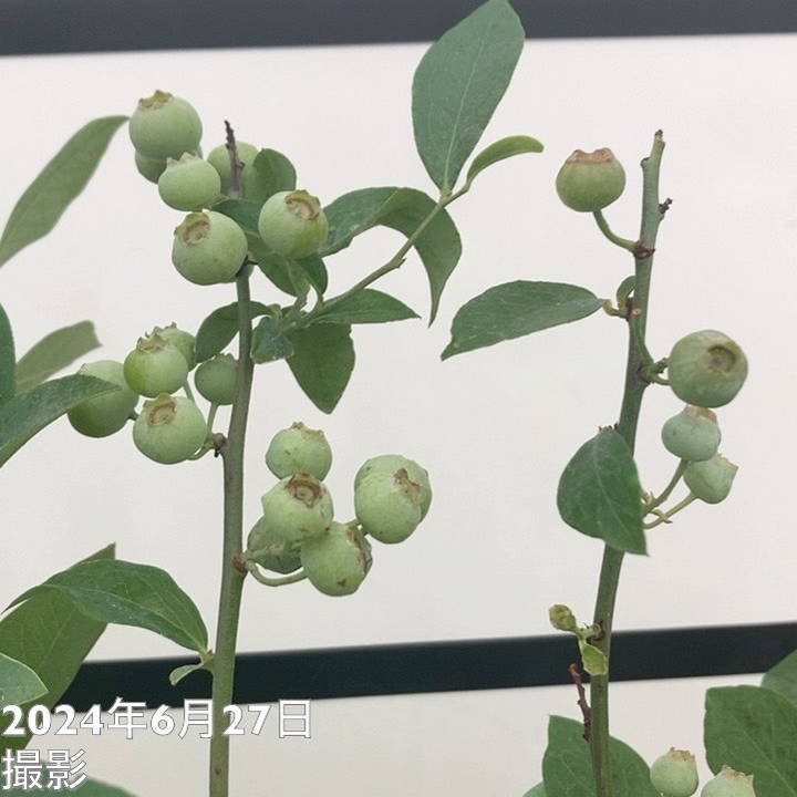 ブルーベリー苗 42本セット(6品種×7本) - 植物/観葉植物安い