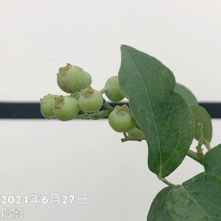 実付き＞ブルーベリー 3品種植え 7号鉢｜果樹10-TU | 果樹