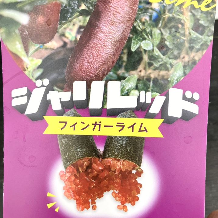 ④ஐ3種*ஐフィンガーライム・苗木【ドリームタイム・ジャリレッド・パープルブリス 楽天市場】フィンガーライム ジャリレッド 5号鉢 苗木 果樹苗