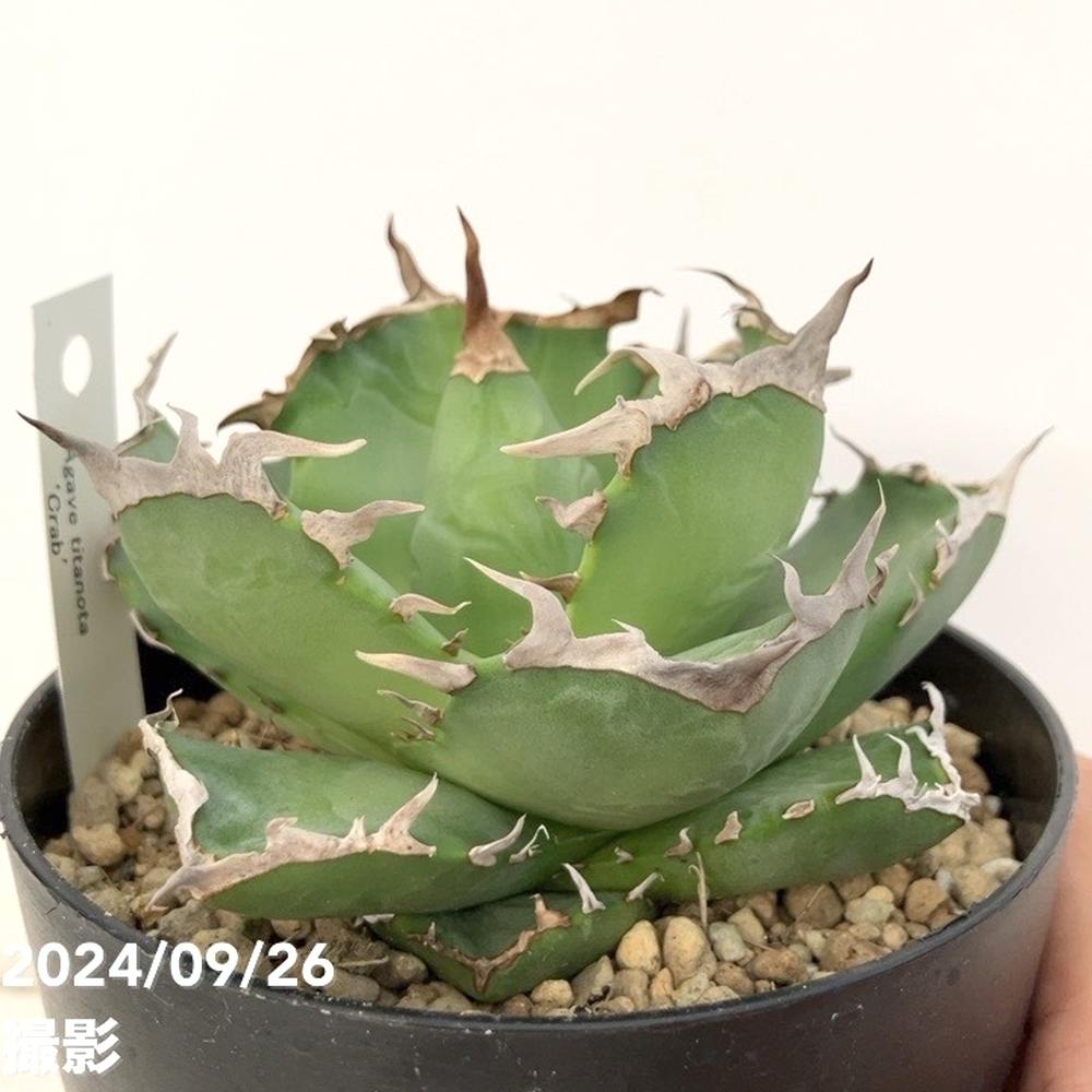 現品お届け】アガベ 4号 チタノタ クラブ Agave titanota Crab（A36