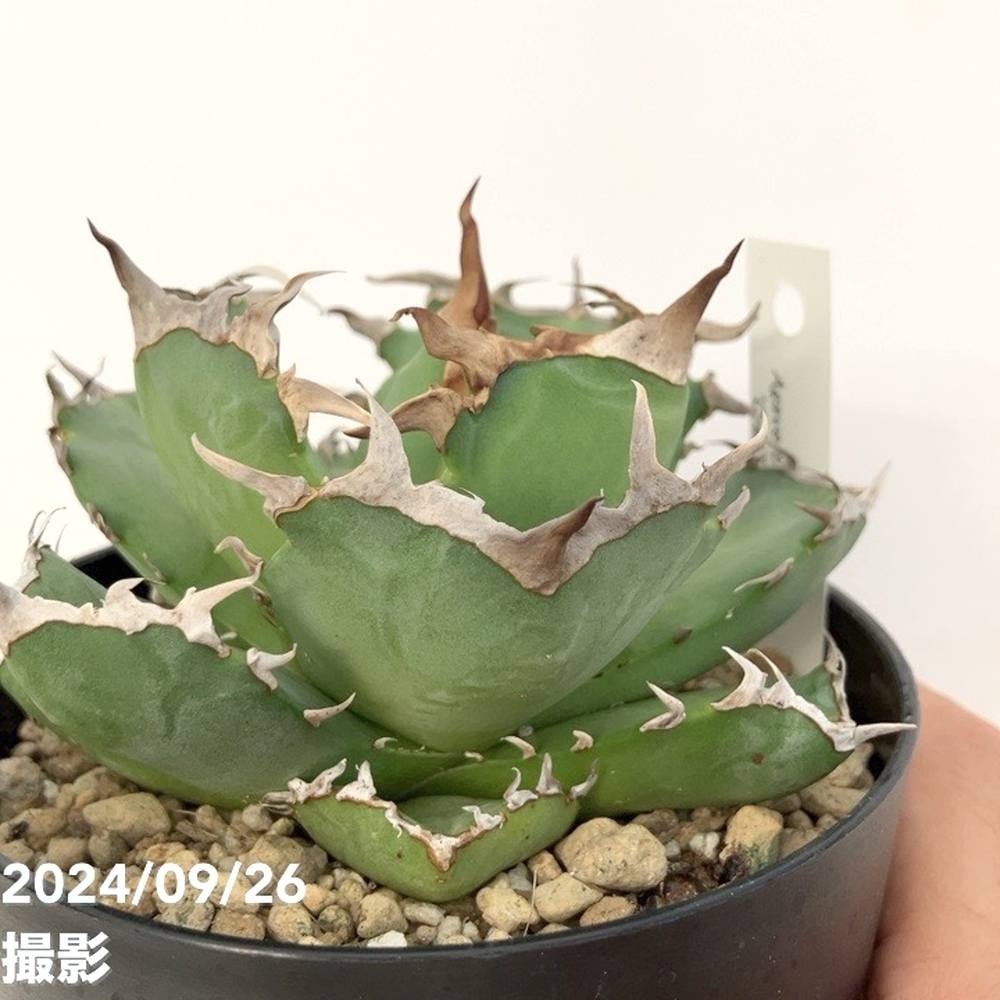 現品お届け】アガベ 4号 チタノタ クラブ Agave titanota Crab（A36