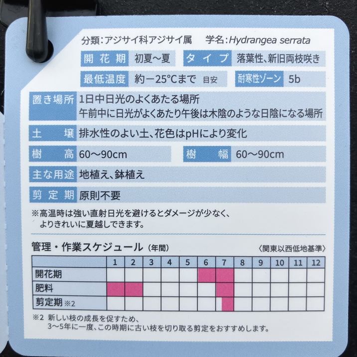 PW ヤマアジサイ タフスタッフ ダブルスターライト 11cmロングポット