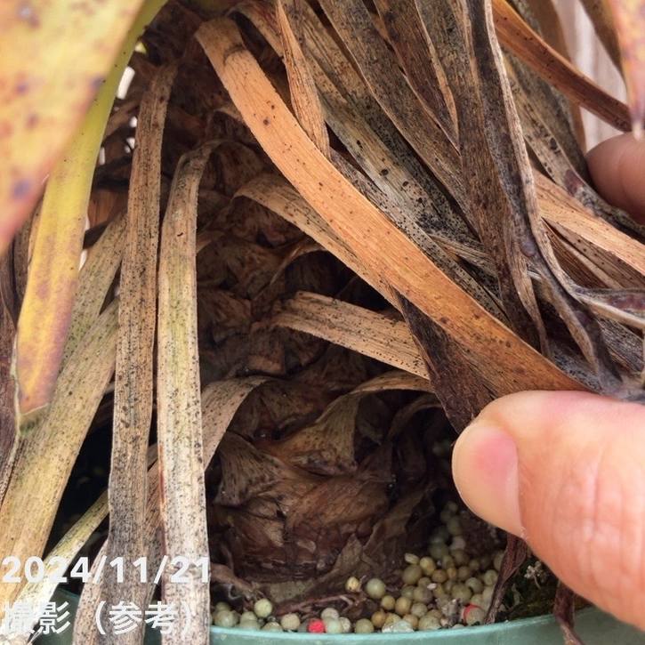 ユッカ 5号ロングスリット鉢 デスメティアーナ(Yucca desmetiana)|花木01-D1