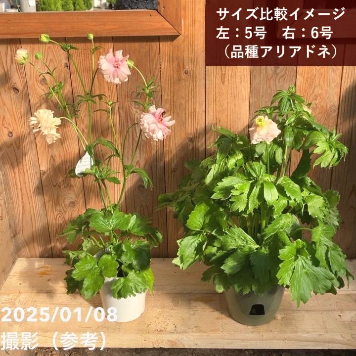 ラナンキュラス ラックスシリーズ 6号（底面給水） ピュタロス｜草花04