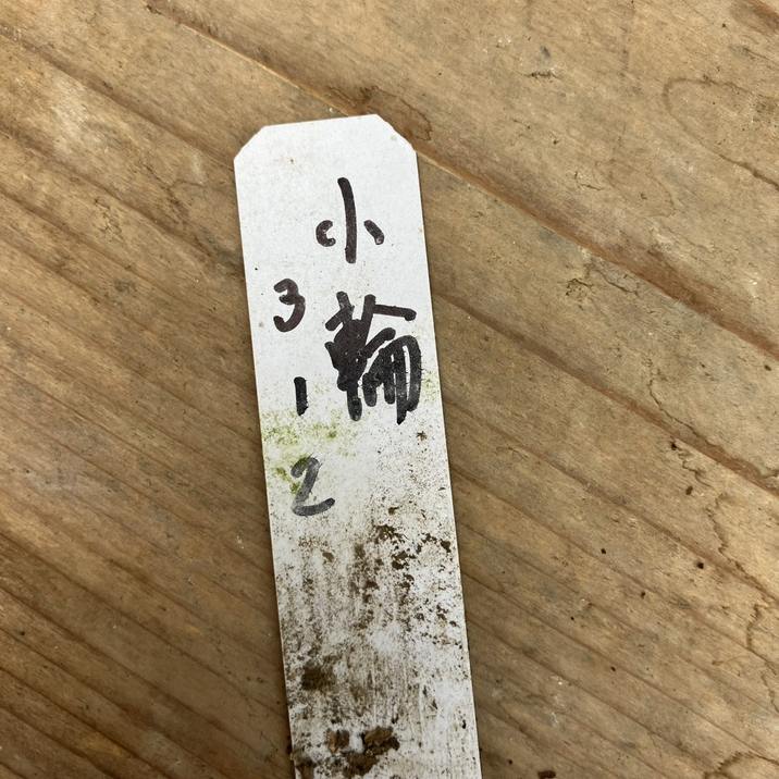 一点物】広瀬園芸 クリスマスローズ 小輪系 6号（HR2）｜山野04-PA