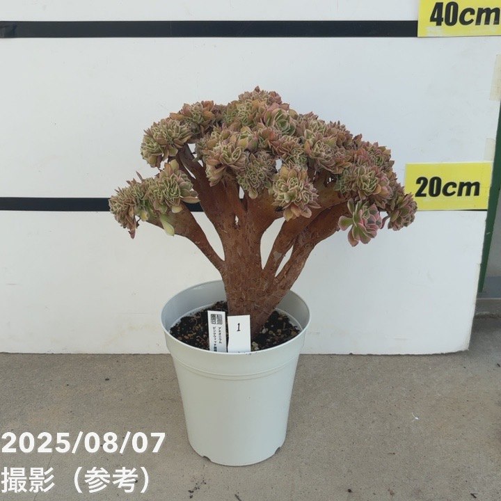 多肉植物アエオニウム錦❤️ピンクウィッチ❤️ imgrc0109467305.jpg