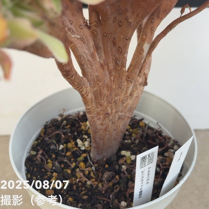 アエオニウム モナカ錦①⭐️レア品種 アエオニウム モナカ錦①⭐️レア品種 2025年最新】錦 アエオニウムの