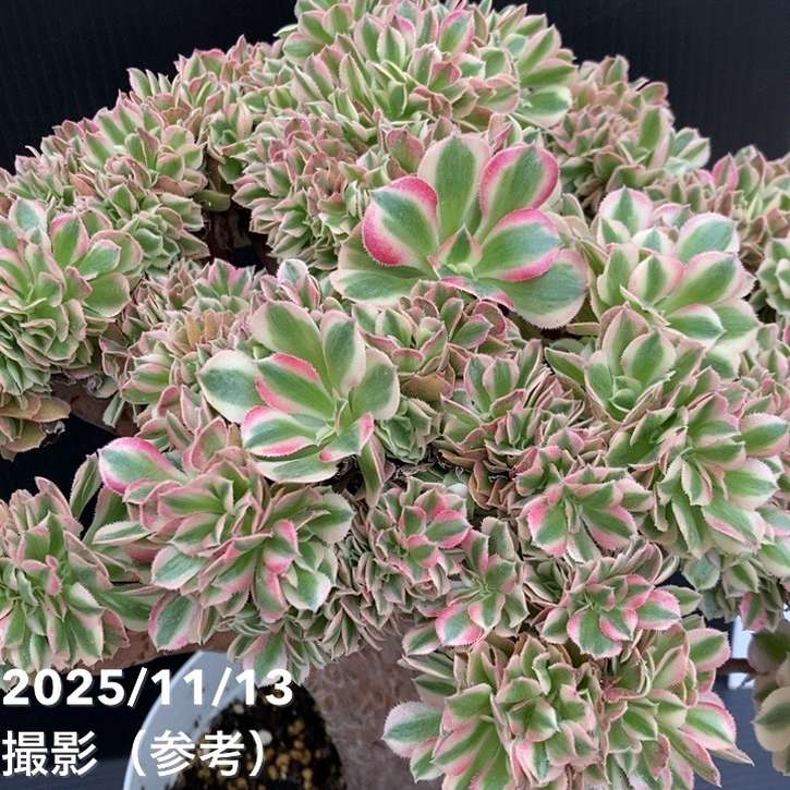 期間限定10％OFF！】【現品お届け】アエオニウム ピンクウィッチ錦綴化