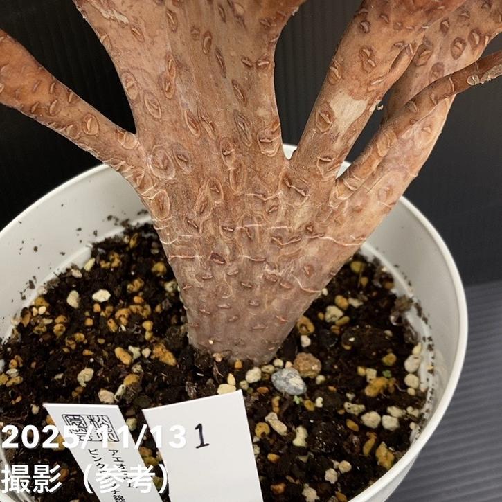 期間限定10％OFF！】【現品お届け】アエオニウム ピンクウィッチ錦綴化