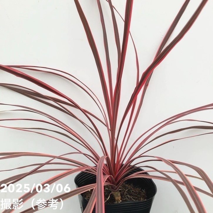 コルジリネ チャーリーボーイ 5号｜花木10-TU | 花木・庭木,[オージー