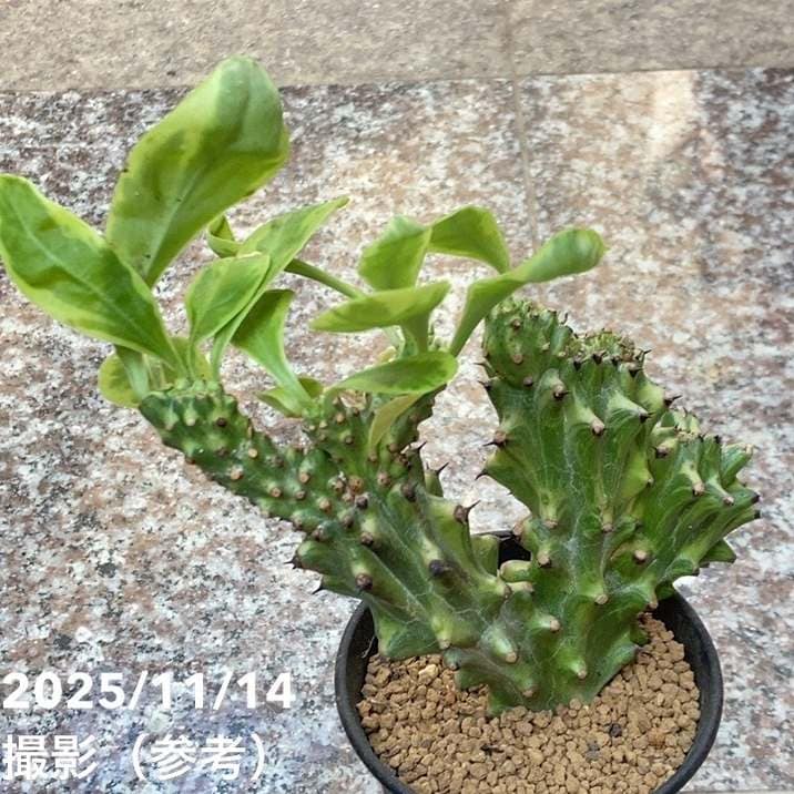 現品お届け】ユーフォルビア キリン角錦綴化 Euphorbia neriifolia