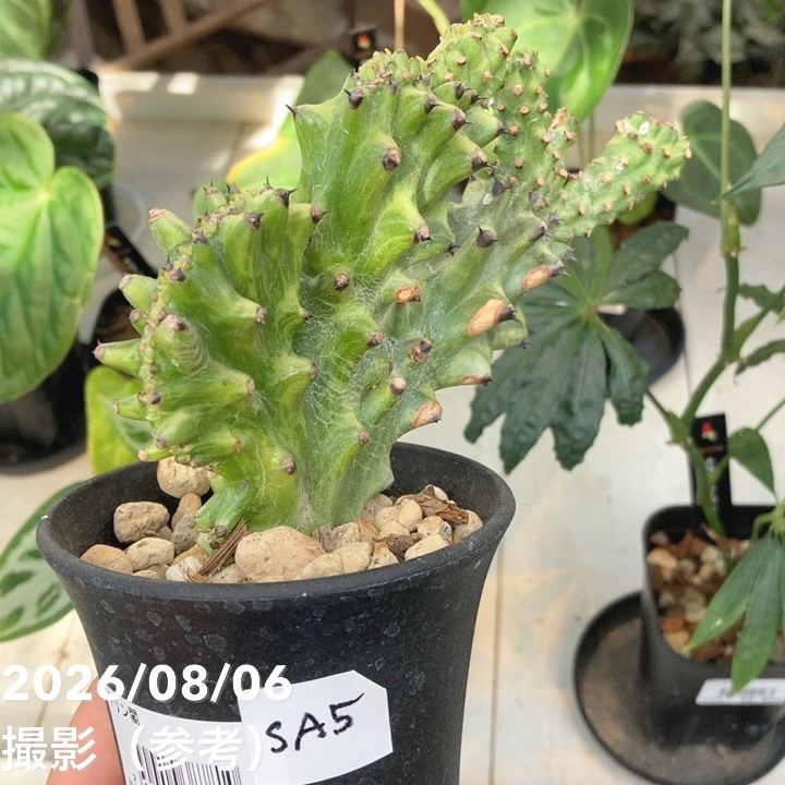 現品お届け】ユーフォルビア キリン角錦綴化 Euphorbia neriifolia