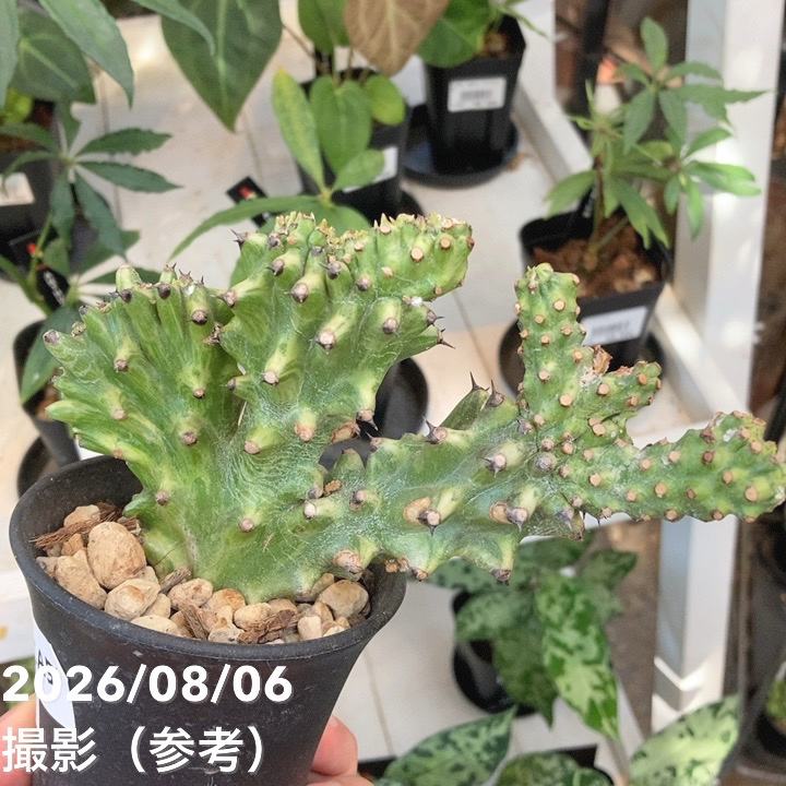 現品お届け】ユーフォルビア キリン角錦綴化 Euphorbia neriifolia