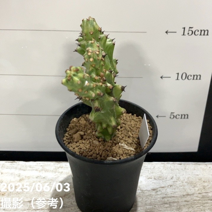 現品お届け】ユーフォルビア キリン角錦綴化 Euphorbia