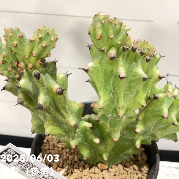 現品お届け】ユーフォルビア キリン角錦綴化 Euphorbia
