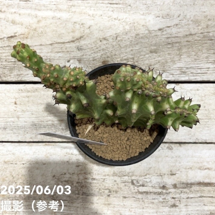 Euphorbia caloderma ユーフォルビア One plant a day. Euphorbia neriifolia f. varieg. crist