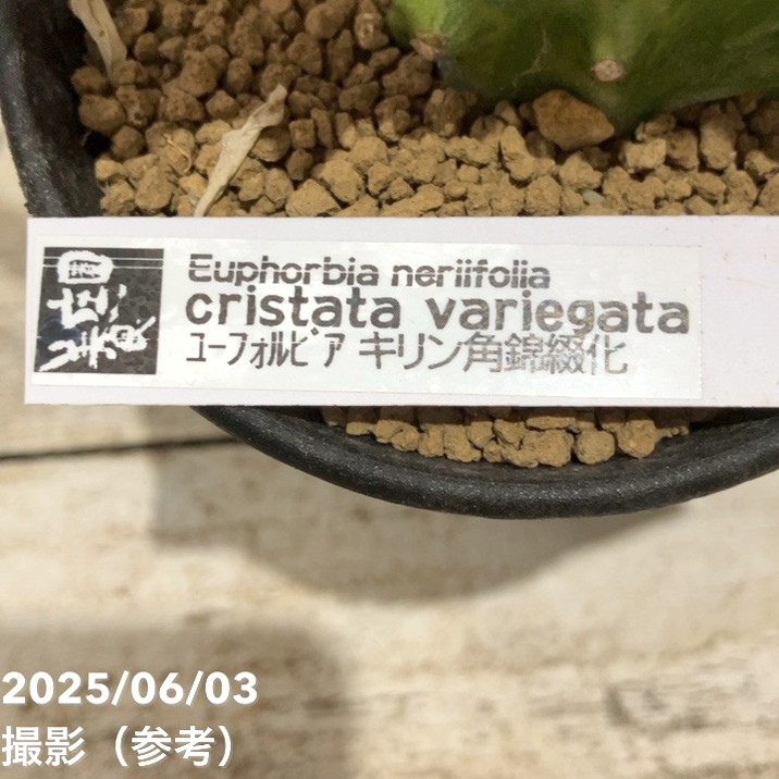 現品お届け】ユーフォルビア キリン角錦綴化 Euphorbia neriifolia