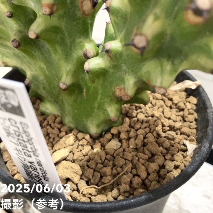 ゆ ユーフォルビア シンメトリカ Euphorbia 美株 レア 現品お届け】ユーフォルビア シンメトリカ Euphorbia Symmetrica