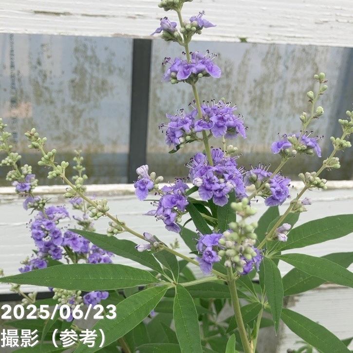 チェストツリー セイヨウニンジンボク 6号｜花木04-PA | 花木・庭木