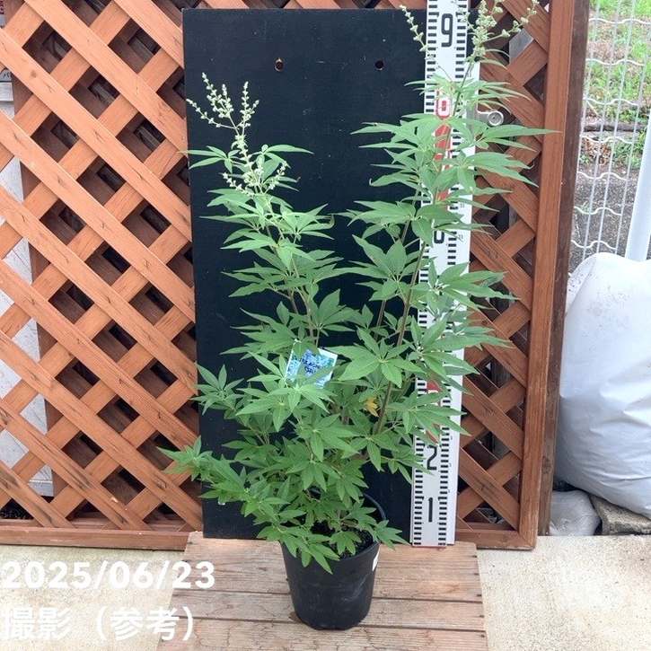 チェストツリー セイヨウニンジンボク 6号｜花木04-PA | 花木・庭木