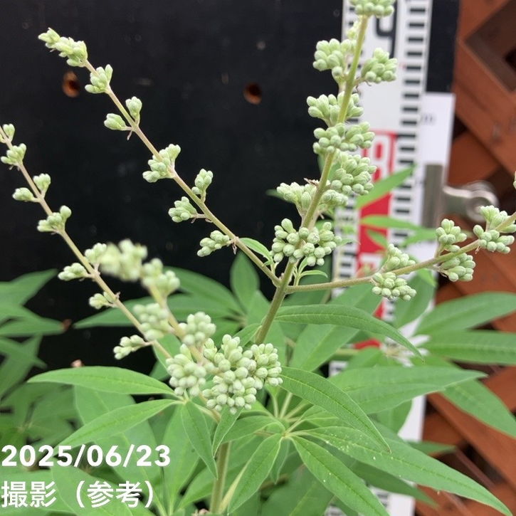 チェストツリー セイヨウニンジンボク 6号｜花木04-PA | 花木・庭木