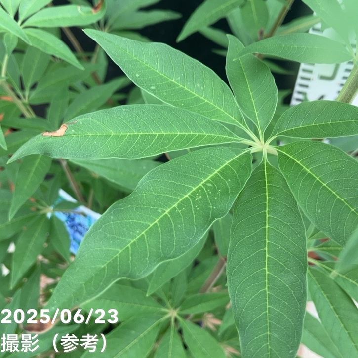 チェストツリー セイヨウニンジンボク 6号｜花木04-PA | 花木・庭木