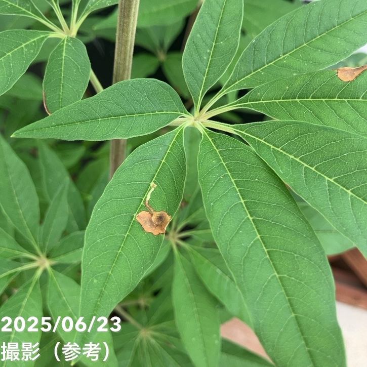 チェストツリー セイヨウニンジンボク 6号｜花木04-PA | 花木・庭木