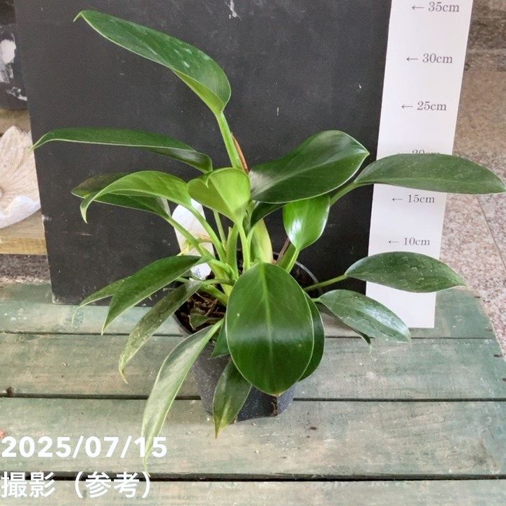 フィロデンドロン グリーンプリンセス 5号｜観葉04-PA | 観葉・多肉