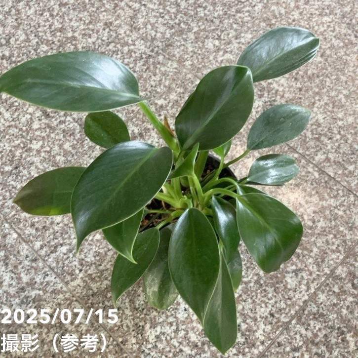 フィロデンドロン グリーンプリンセス 5号｜観葉04-PA | 観葉・多肉