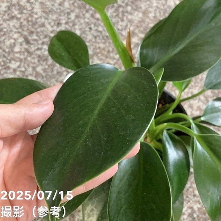 フィロデンドロン グリーンプリンセス 5号｜観葉04-PA | 観葉・多肉