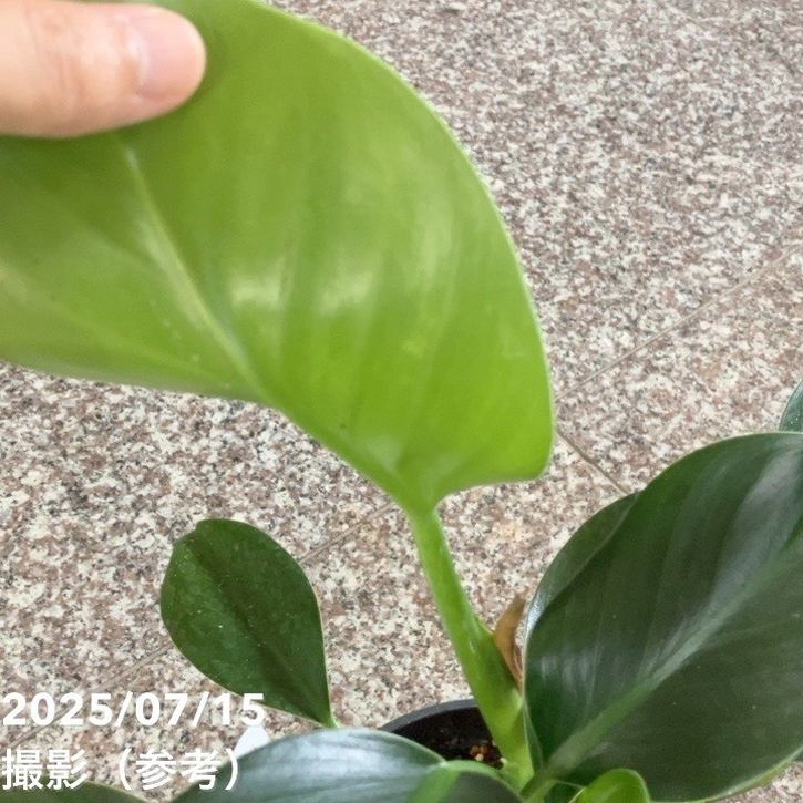 ☆elephantさま専用 フィロデンドロン グリーンプリンセス 5号｜観葉04-PA | 観葉・多肉