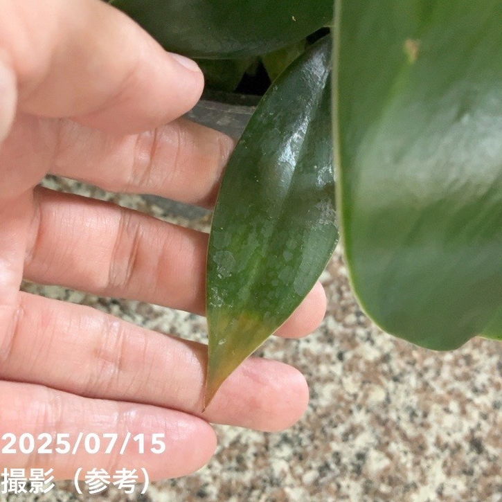 フィロデンドロン グリーンプリンセス 5号｜観葉04-PA | 観葉・多肉