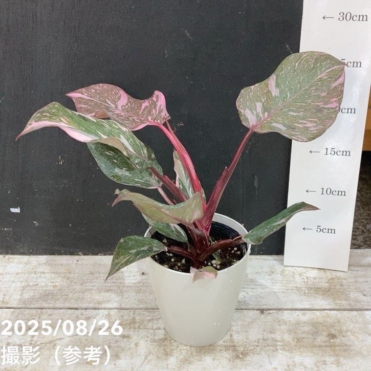 フィロデンドロン ピンクプリンセス マーブル 4号｜観葉04-PA | 観葉