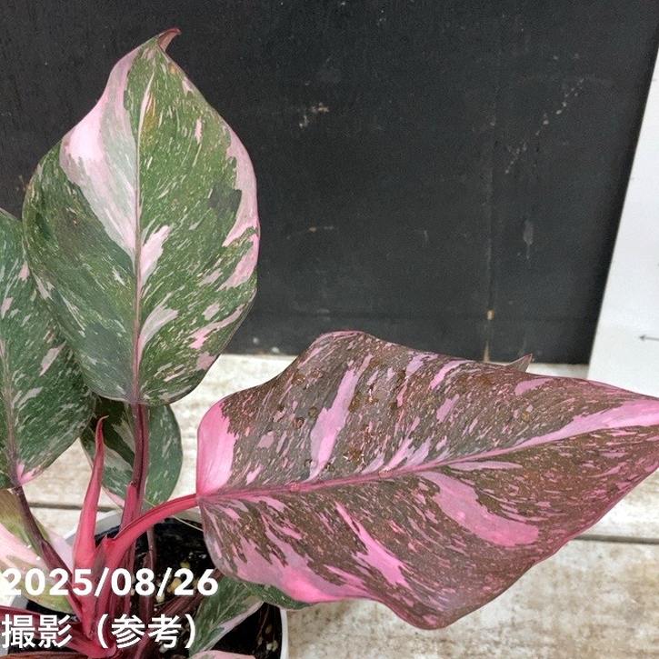 フィロデンドロン ピンクプリンセス マーブル 4号｜観葉04-PA | 観葉