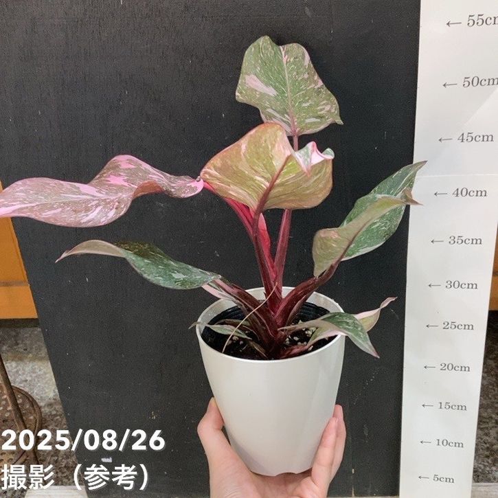 フィロデンドロン ピンクプリンセス マーブル 4号｜観葉04-PA | 観葉