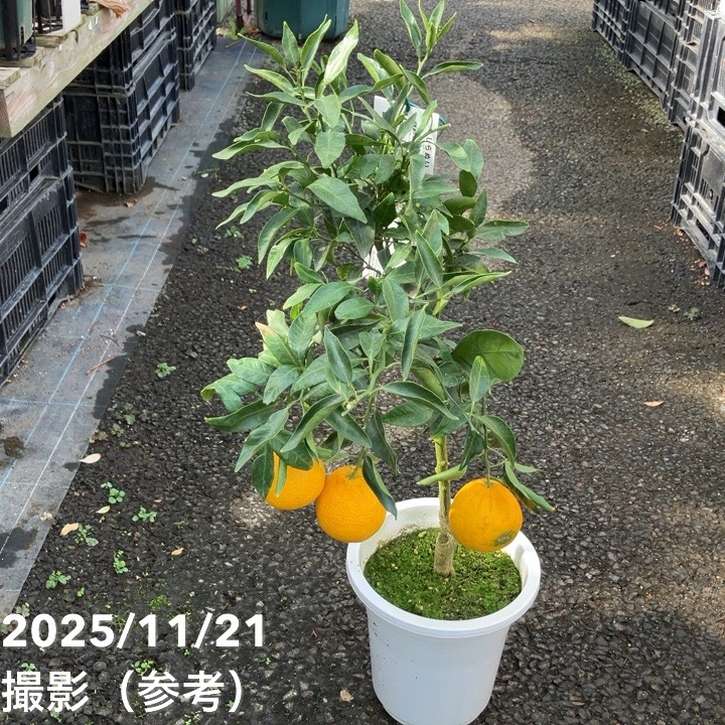 <実付き>デコポン 不知火 6号|柑橘|果樹04-PA