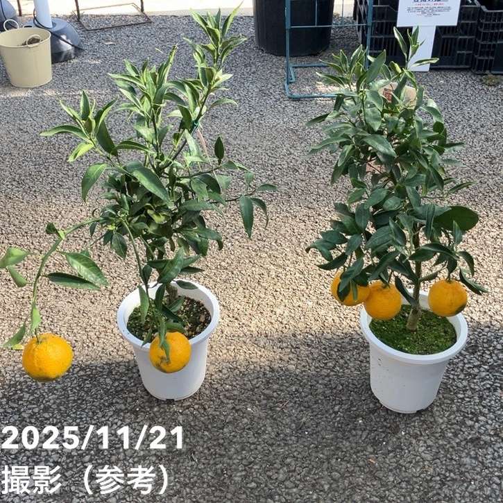 <実付き>デコポン 不知火 6号|柑橘|果樹04-PA