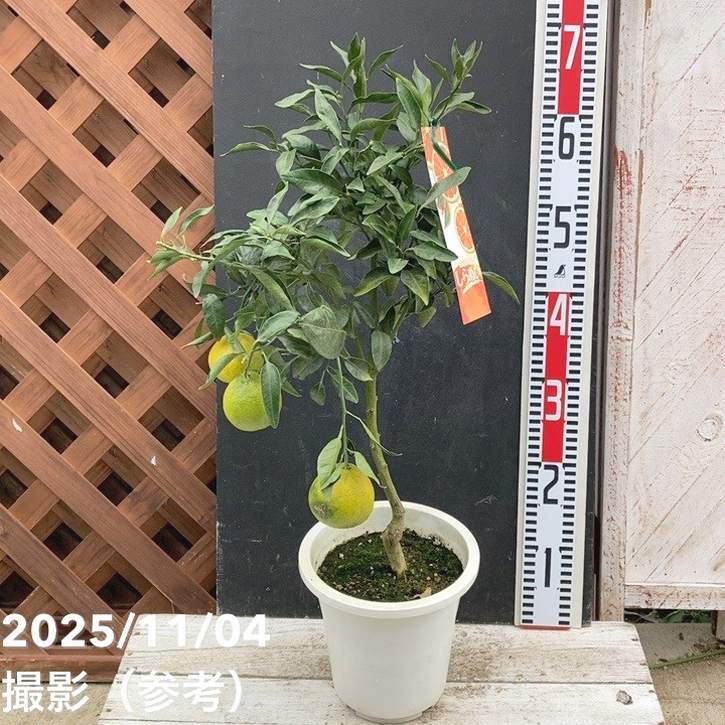 <実付き>デコポン 不知火 6号|柑橘|果樹04-PA