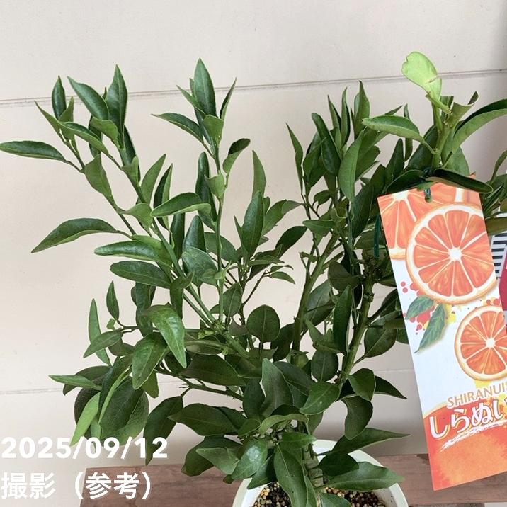 <実付き>デコポン 不知火 6号|柑橘|果樹04-PA