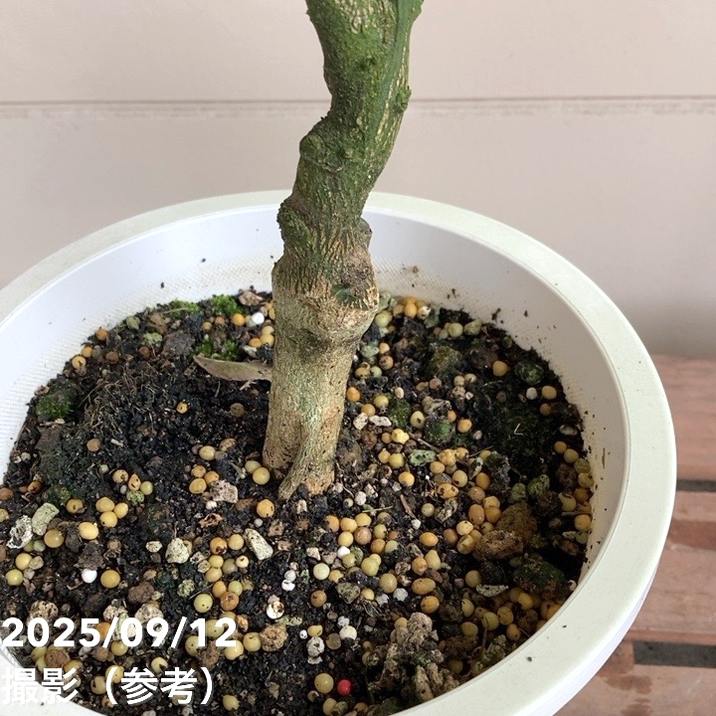 <実付き>デコポン 不知火 6号|柑橘|果樹04-PA