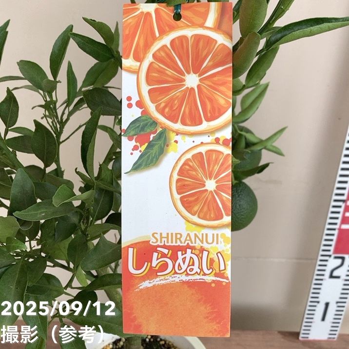 <実付き>デコポン 不知火 6号|柑橘|果樹04-PA