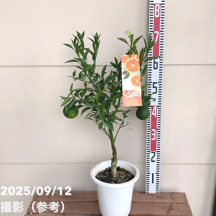 実付き＞デコポン 不知火 6号｜柑橘｜果樹04-PA | 果樹,柑橘